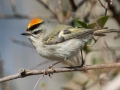 Golden-crowned Kinglet - Shelton Ferry Boat Ramp Access, Clarksville, Montgomery County, January 22, 2021