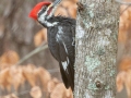Pileated Woodpecker (male), Bowie Nature Park, Williamson County, March 10, 2021