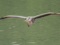 Great Blue Heron - Radnor Lake State Park Natural Area, Nashville, Davidson County, May 17, 2021