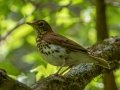Wood Thrush - Cheatham Dan Recreation Area, Cheatham, Cheatham County, May 1 2021