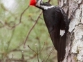 Pileated Woodpecker (male), Bowie Nature Park, Williamson County, March 10, 2021