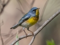 Northern Parula - 3900–4096 Southside Rd, Southside, Montgomery County, April 11, 2021