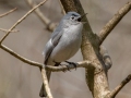 Blue-gray Gnatcatcher singing - Rotary Park, Montgomery County, April 6, 2021