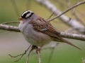 White-crowned Sparrow - Bells Bend Park, Davidson County, Nashville, March 18, 2021
