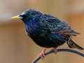 European Starling (male) - Yard Birds - Clarksville, Montgomery County, January 14, 2021