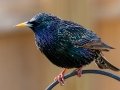 European Starling (male) - Yard Birds - Clarksville, Montgomery County, January 14, 2021