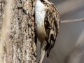 Brown Creeper - Bumpus Mills and River Rd, Stewart County, February 7, 2021