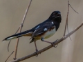 Eastern Towhee - Rotary Park, Montgomery County, April 6, 2021