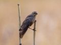 Brown-headed Cowbird (female) - Cross Creeks NWR - Pool 2 - ABC,  Stewart County, May 11, 2021