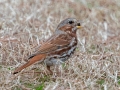 Fox Sparrow, Bowie Nature Park, Williamson County, March 10, 2021