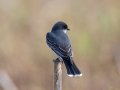 Eastern Kingbird - Cross Creeks NWR - Pool 2 - ABC,  Stewart County, May 11, 2021