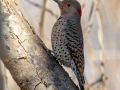 Northern Flicker (Yellow-shafted) - Bumpus Mills and River Rd, Stewart County, February 7, 2021