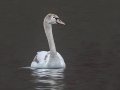 Mute Swan (immature) - SR 49 near Cross Creeks WMA, Dover, Stewart County, February 27, 2021