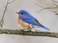Eastern Bluebird - Bells Bend Park, Davidson County, Nashville, March 18, 2021