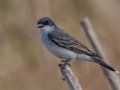 Eastern Kingbird - Cross Creeks NWR - Pool 2 - ABC,  Stewart County, May 11, 2021