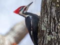 Pileated Woodpecker (male) - Bumpus Mills and River Rd, Stewart County, February 7, 2021