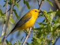 Prothonotary Warbler - 3900–4096 Southside Rd, Southside, Montgomery County, April 11, 2021