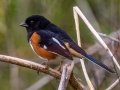 Eastern Towhee - Bells Bend Park, Davidson County, Nashville, March 18, 2021