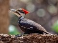 Pileated Woodpecker (female) - Rotary Park, Montgomery County, April 6, 2021