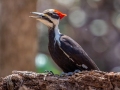 Pileated Woodpecker (female) - Rotary Park, Montgomery County, April 6, 2021