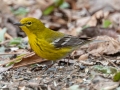 Pine Warbler, Bowie Nature Park, Williamson County, March 10, 2021