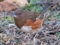 Eastern Towhee (female) - Yard Birds - Clarksville, Montgomery County, January 14, 2021
