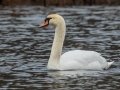 Mute Swan - SR 49 near Cross Creeks WMA, Dover, Stewart County, February 27, 2021