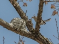 Blue-gray Gnatcatcher feeding young - Barkley WMA, Stewart County, April 7, 2021