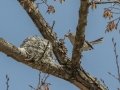 Blue-gray Gnatcatcher, feeding young - Barkley WMA, Stewart County, April 7, 2021