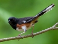 Eastern Towhee -  Rotary Park (Clarksville ), Montgomery County, May 19, 2021