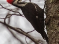 Pileated Woodpecker (female), Bowie Nature Park, Williamson County, March 10, 2021