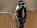 Downy Woodpecker (male) - Yard Birds - Clarksville, Montgomery County, January 14, 2021