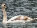 Mute Swan (immature) - SR 49 near Cross Creeks WMA, Dover, Stewart County, February 27, 2021