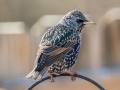 European Starling  - Yard Birds - Clarksville, Montgomery County, January 14, 2021
