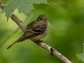 Acadian Flycatcher -  Rotary Park (Clarksville ), Montgomery County, May 19, 2021