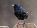 European Starling (male) - Yard Birds - Clarksville, Montgomery County, January 14, 2021