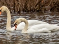 Mute Swans (pair) - SR 49 near Cross Creeks WMA, Dover, Stewart County, February 27, 2021