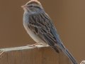 Chipping Sparrow - Yard Birds - Clarksville, Montgomery County, January 14, 2021