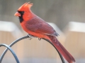 Northern Cardinal (male) - Yard Birds - Clarksville, Montgomery County, January 14, 2021