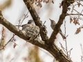Blue-gray Gnatcatcher, feeding young - Barkley WMA, Stewart County, April 7, 2021