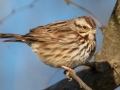 Song Sparrow - Bumpus Mills and River Rd, Stewart County, February 7, 2021