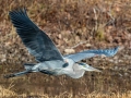 Great Blue Heron - Paris Landing State Park, Henry County, January 23, 2021