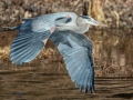 Great Blue Heron - Paris Landing State Park, Henry County, January 23, 2021