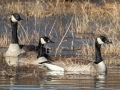 Canada Geese - Paris Landing State Park, Henry County, January 23, 2021