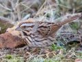 Song Sparrow - Yard Birds - Clarksville, Montgomery County, January 14, 2021