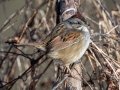 Swamp Sparrow - Bumpus Mills and River Rd, Stewart County, February 7, 2021