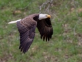 Bald Eagle (nesting pair) - Fort Donelson National Battlefield, Stewart County, March 28, 2021