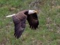 Bald Eagle (nesting pair) - Fort Donelson National Battlefield, Stewart County, March 28, 2021