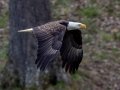 Bald Eagle (nesting pair) - Fort Donelson National Battlefield, Stewart County, March 28, 2021