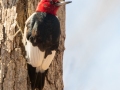 Red-headed Woodpecker - Paris Landing SP Campground, Henry County, January 29, 2021